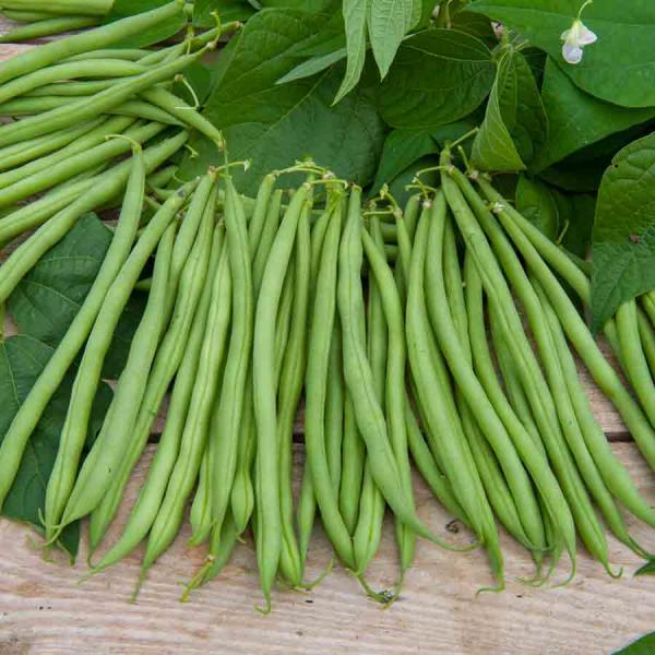 Légumes Secs - Haricot Nain Vert Cupidon - 20 m - BIO - face recto